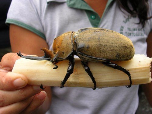 Породы жуков в Боготоле | ЗооТом портал о животных