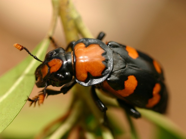 Все о жуках в Боготоле | ЗооТом портал о животных