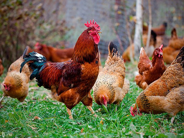 Породы куриц | ЗооТом - продажа, вязка и услуги для животных в Боготоле