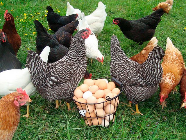 Содержание кур и уход за ними | ЗооТом - продажа, вязка и услуги для животных в Боготоле