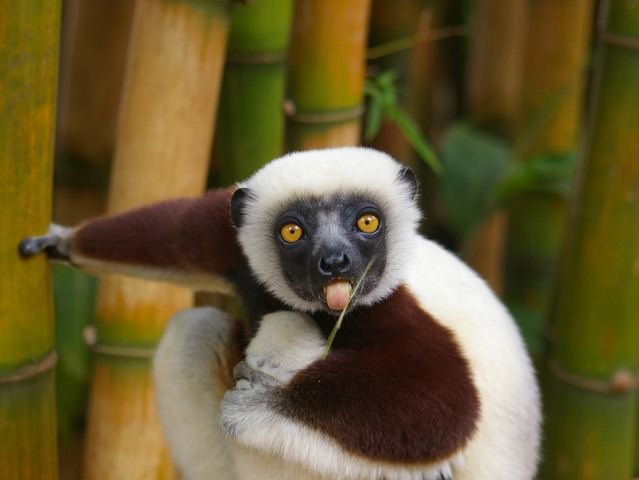 Породы лемуров | ЗооТом - продажа, вязка и услуги для животных в Боготоле
