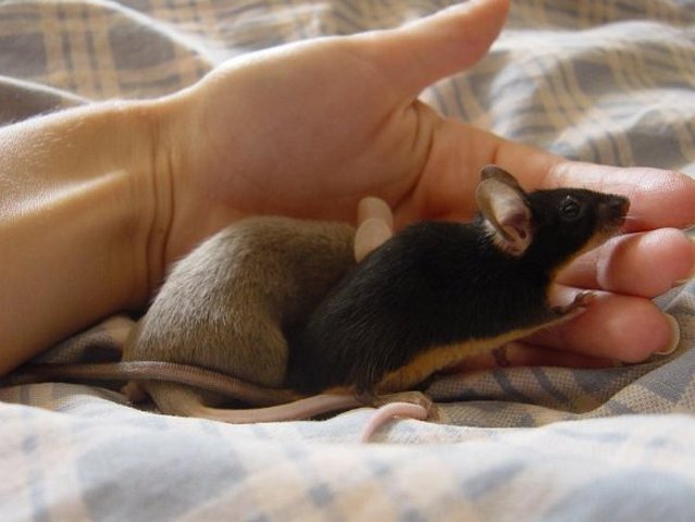 Все о мышах в Боготоле | ЗооТом - продажа, вязка и услуги для животных в Боготоле