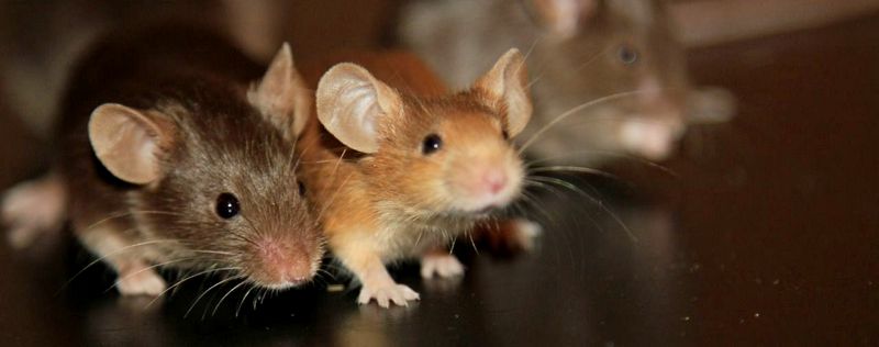 Все о мышах в Боготоле | ЗооТом - продажа, вязка и услуги для животных в Боготоле