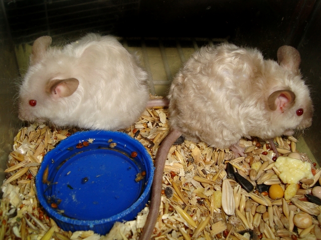 Породы мышей | ЗооТом - продажа, вязка и услуги для животных в Боготоле