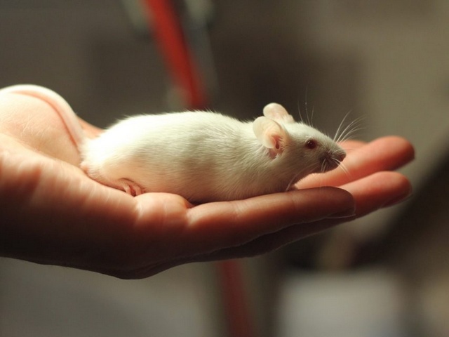 Содержание мышей и уход за ними в Боготоле | ЗооТом - продажа, вязка и услуги для животных в Боготоле