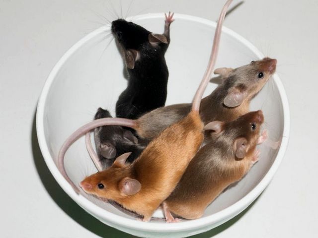 Содержание мышей и уход за ними в Боготоле | ЗооТом - продажа, вязка и услуги для животных в Боготоле