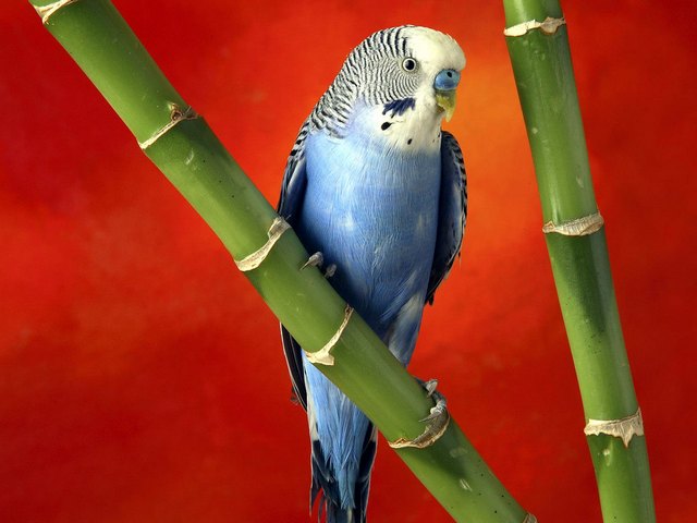 Все о попугаях в Боготоле | ЗооТом портал о животных