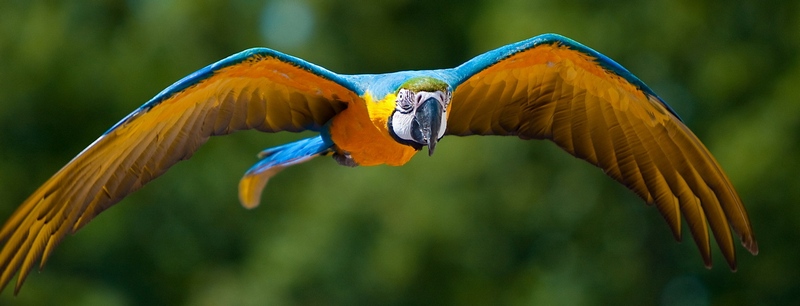 Все о попугаях в Боготоле | ЗооТом портал о животных