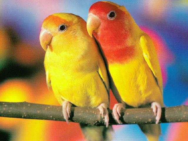 Породы попугаев | ЗооТом - продажа, вязка и услуги для животных в Боготоле