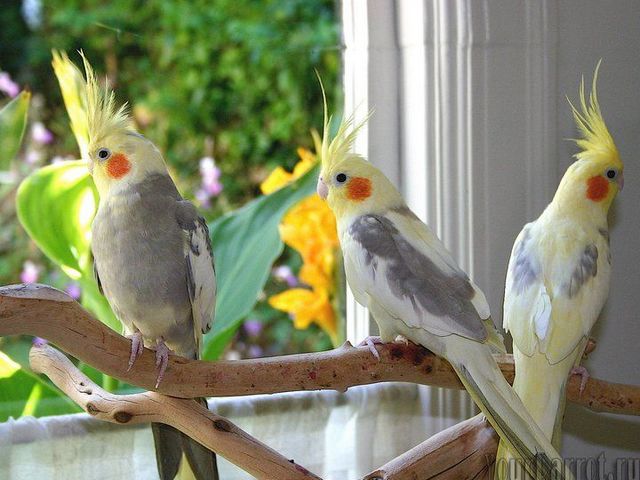 Содержание попугаев и уход за ними | ЗооТом - продажа, вязка и услуги для животных в Боготоле