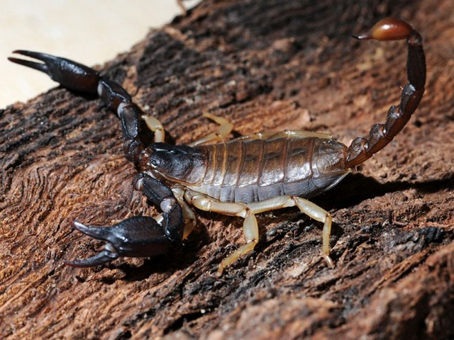 Породы скорпионов в Боготоле | ЗооТом портал о животных
