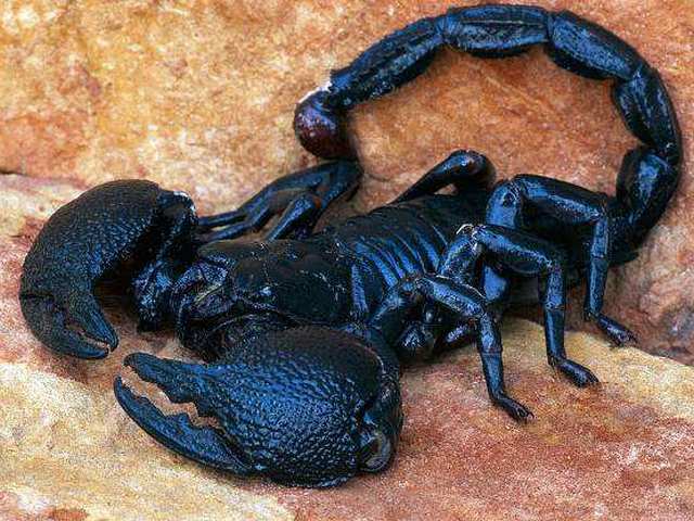 Все о скорпионах в Боготоле | ЗооТом портал о животных