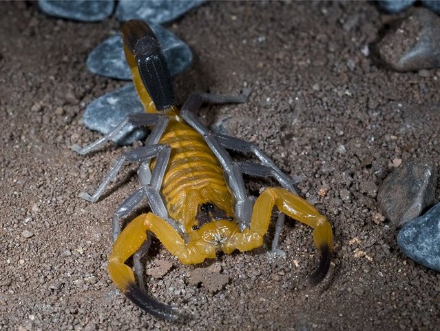 Содержание скорпионов и уход за ними в Боготоле | ЗооТом портал о животных