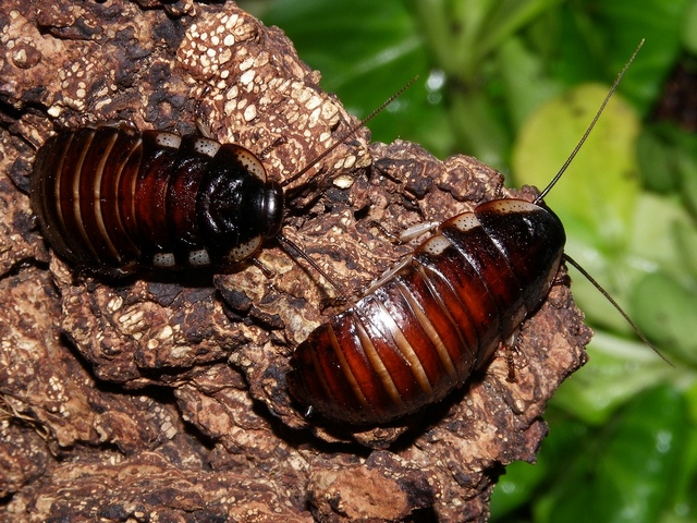 Породы тараканов в Боготоле | ЗооТом портал о животных