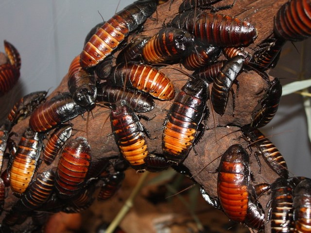 Содержание тараканов и уход за ними в Боготоле | ЗооТом портал о животных