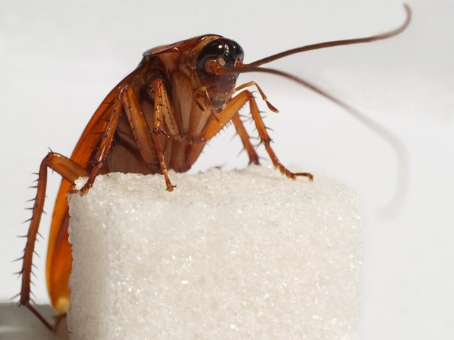 Все о тараканах в Боготоле | ЗооТом портал о животных