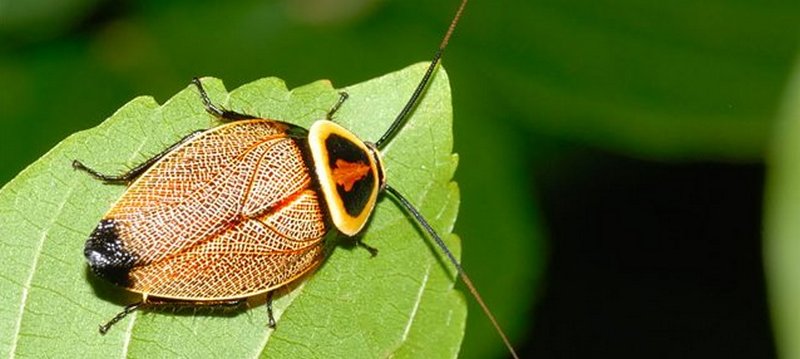Все о тараканах в Боготоле | ЗооТом портал о животных
