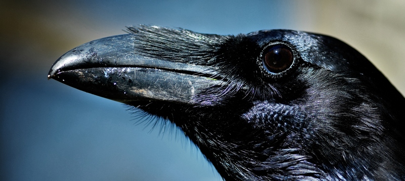 Все о воронах в Боготоле | ЗооТом портал о животных