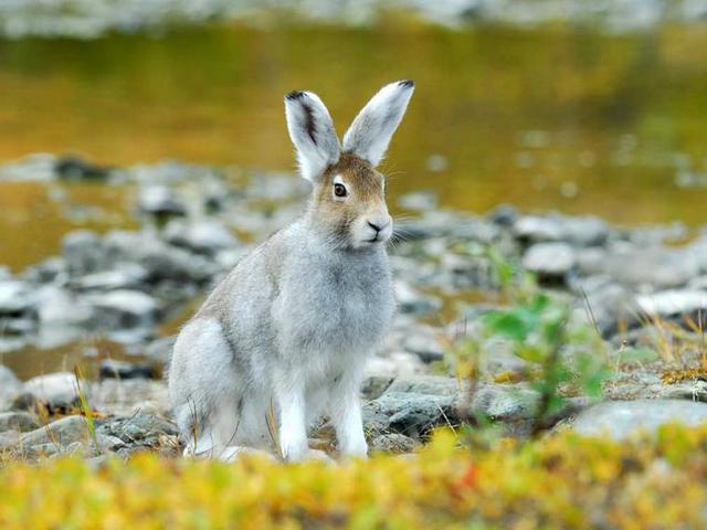 Содержание зайцев и уход за ними | ЗооТом - продажа, вязка и услуги для животных в Боготоле