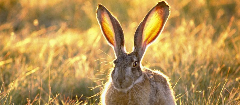 Все о зайцах | ЗооТом - продажа, вязка и услуги для животных в Боготоле