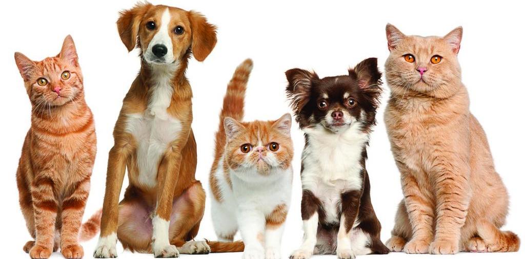 Доска объявлений о животных | ЗооТом - продажа, вязка и услуги для животных в Боготоле
