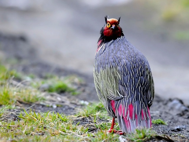Все о фазанах в Боготоле | ЗооТом портал о животных