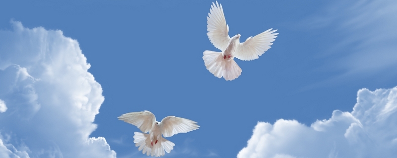 Все о голубях | ЗооТом - продажа, вязка и услуги для животных в Боготоле