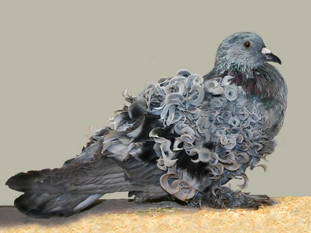 Породы голубей | ЗооТом - продажа, вязка и услуги для животных в Боготоле