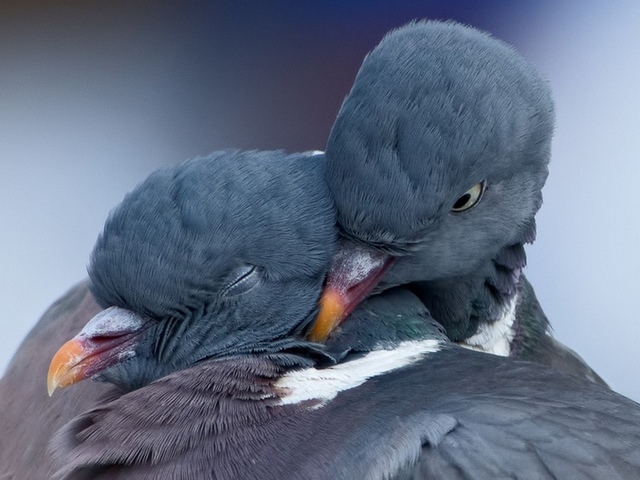 Содержание голубей и уход за ними в Боготоле