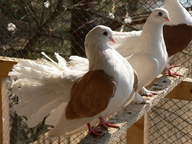 Содержание голубей и уход за ними в Боготоле