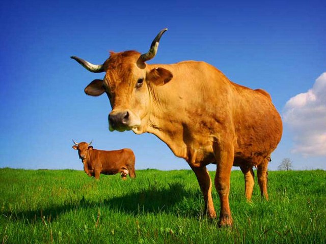 Все о коровах в Боготоле | ЗооТом портал о животных