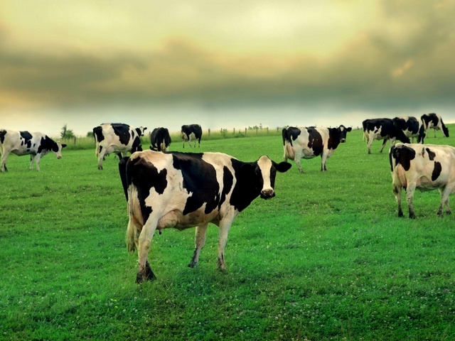 Содержание коров и уход за ними в Боготоле | ЗооТом портал о животных