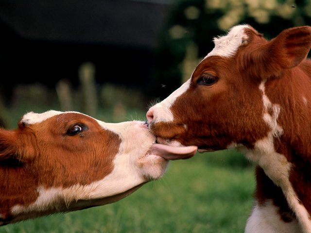 Статьи о коровах в Боготоле | ЗооТом портал о животных