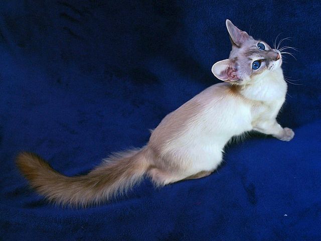 Выведенные породы кошек в Боготоле | ЗооТом портал о животных