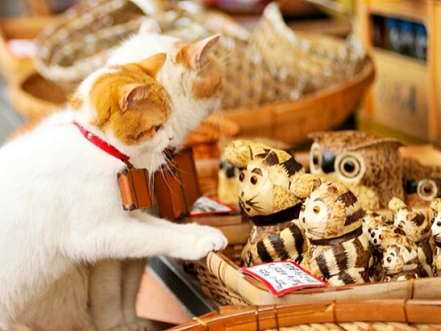 Интересные факты о кошках в Боготоле | ЗооТом портал о животных