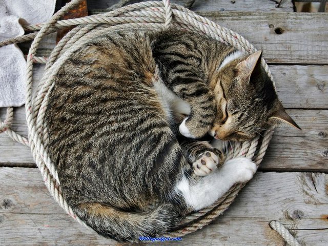 Все о кошках в Боготоле | ЗооТом портал о животных