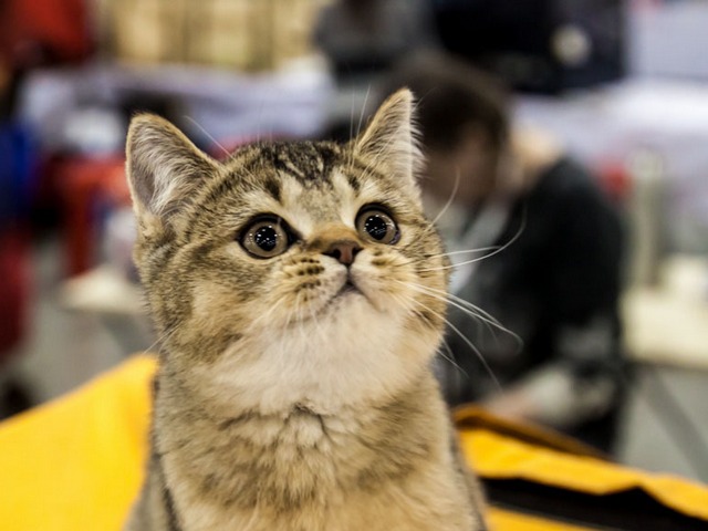 Выставки кошек в Боготоле | ЗооТом портал о животных
