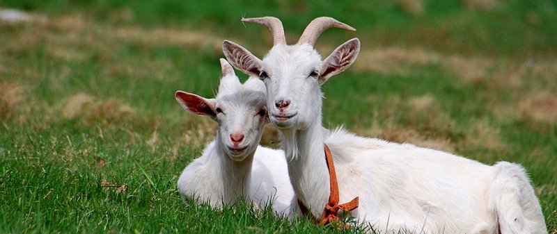 Все о козах в Боготоле | ЗооТом портал о животных