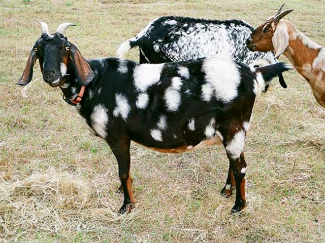 Породы коз в Боготоле | ЗооТом портал о животных
