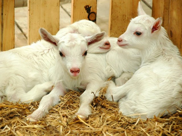 Содержание коз и уход за ними в Боготоле | ЗооТом портал о животных