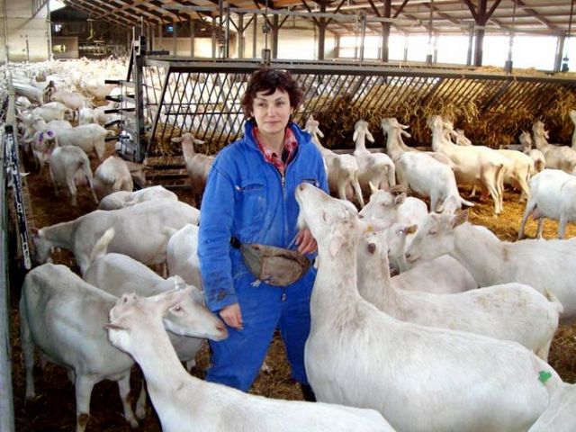 Содержание коз и уход за ними в Боготоле | ЗооТом портал о животных