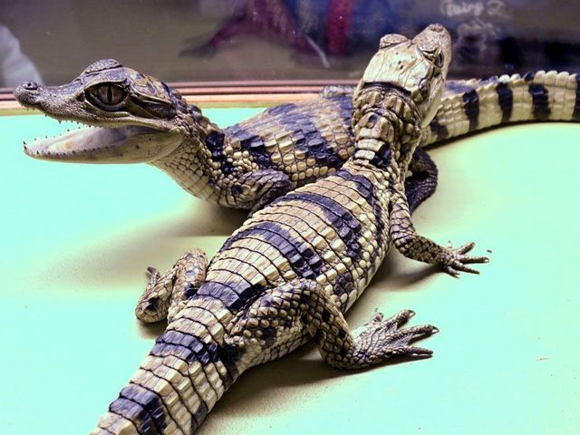 Все о крокодилах в Боготоле | ЗооТом портал о животных