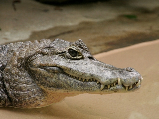 Все о крокодилах в Боготоле | ЗооТом портал о животных