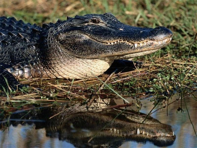Породы крокодилов в Боготоле | ЗооТом портал о животных
