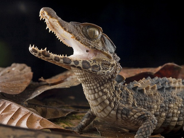 Содержание крокодилов и уход за ними в Боготоле | ЗооТом портал о животных