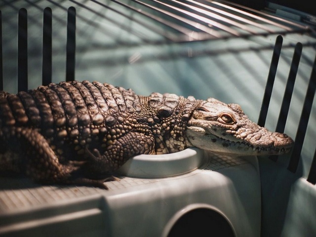 Содержание крокодилов и уход за ними в Боготоле | ЗооТом портал о животных