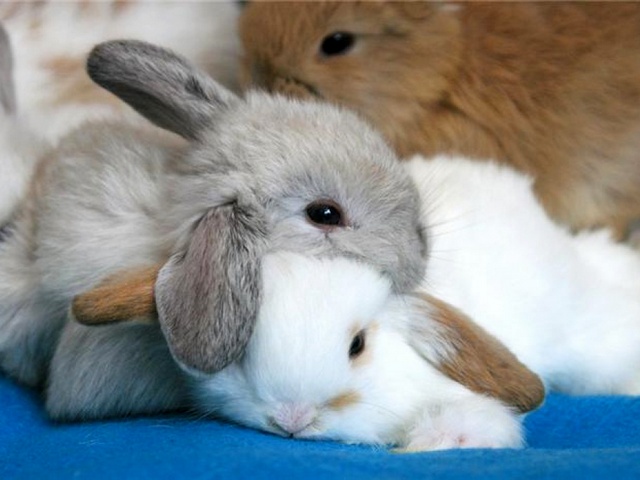 Статьи о кроликах в Боготоле | ЗооТом портал о животных
