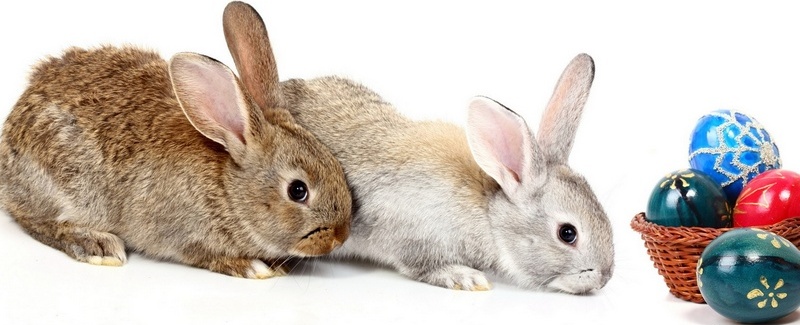 Все о кроликах в Боготоле | ЗооТом портал о животных
