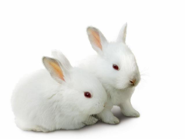 Все о кроликах в Боготоле | ЗооТом портал о животных
