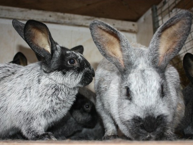 Породы кроликов в Боготоле | ЗооТом портал о животных